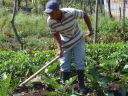 local farmer from hondo valle cultivating produce at our base camp